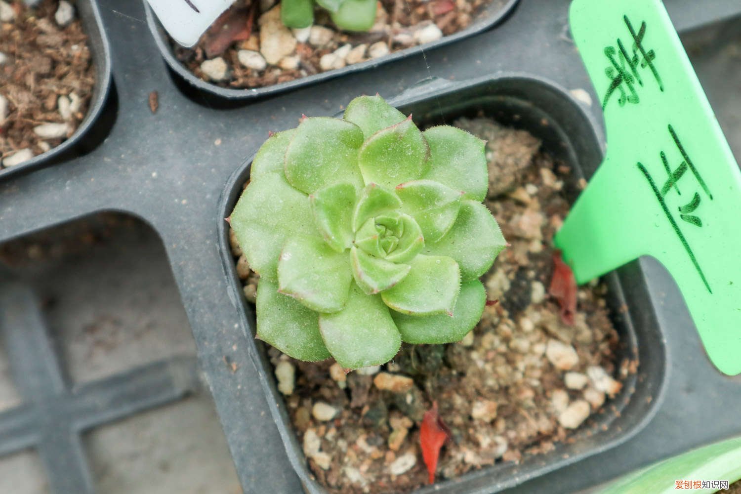 多肉植物蒂亚怎样爆盆 蒂亚怎么爆盆