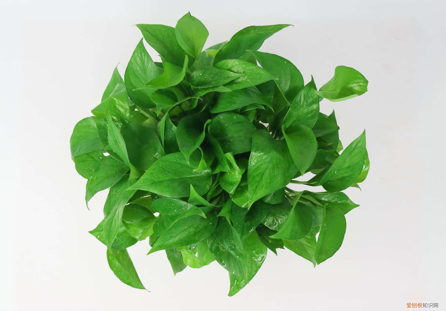 扦插的绿萝温度多少适合生长 扦插的绿萝温度多少适合