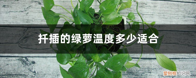 扦插的绿萝温度多少适合生长 扦插的绿萝温度多少适合