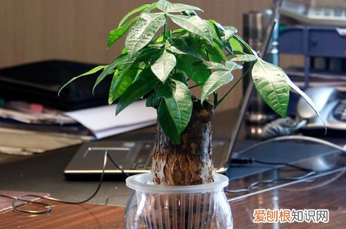 图 发财树怎么修剪枝叶 发财树如何修剪