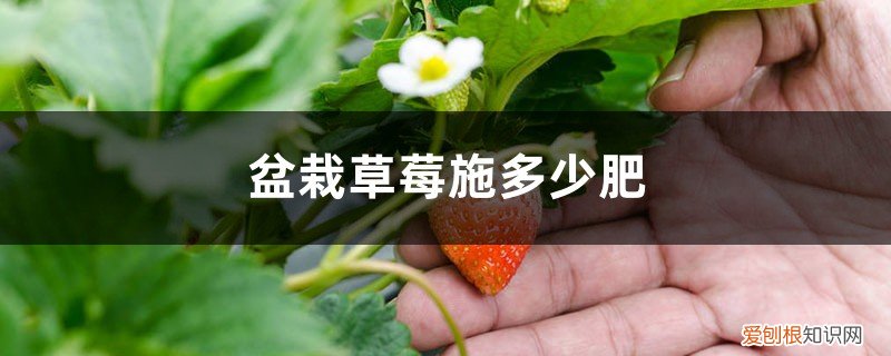 盆栽草莓如何施肥?什么时候施肥? 盆栽草莓施多少肥