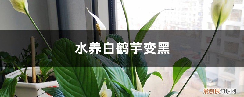 水培白鹤芋怎么养才长得好 水养白鹤芋变黑怎么办