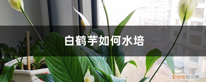 白鹤芋如何水培养殖 白鹤芋如何水培