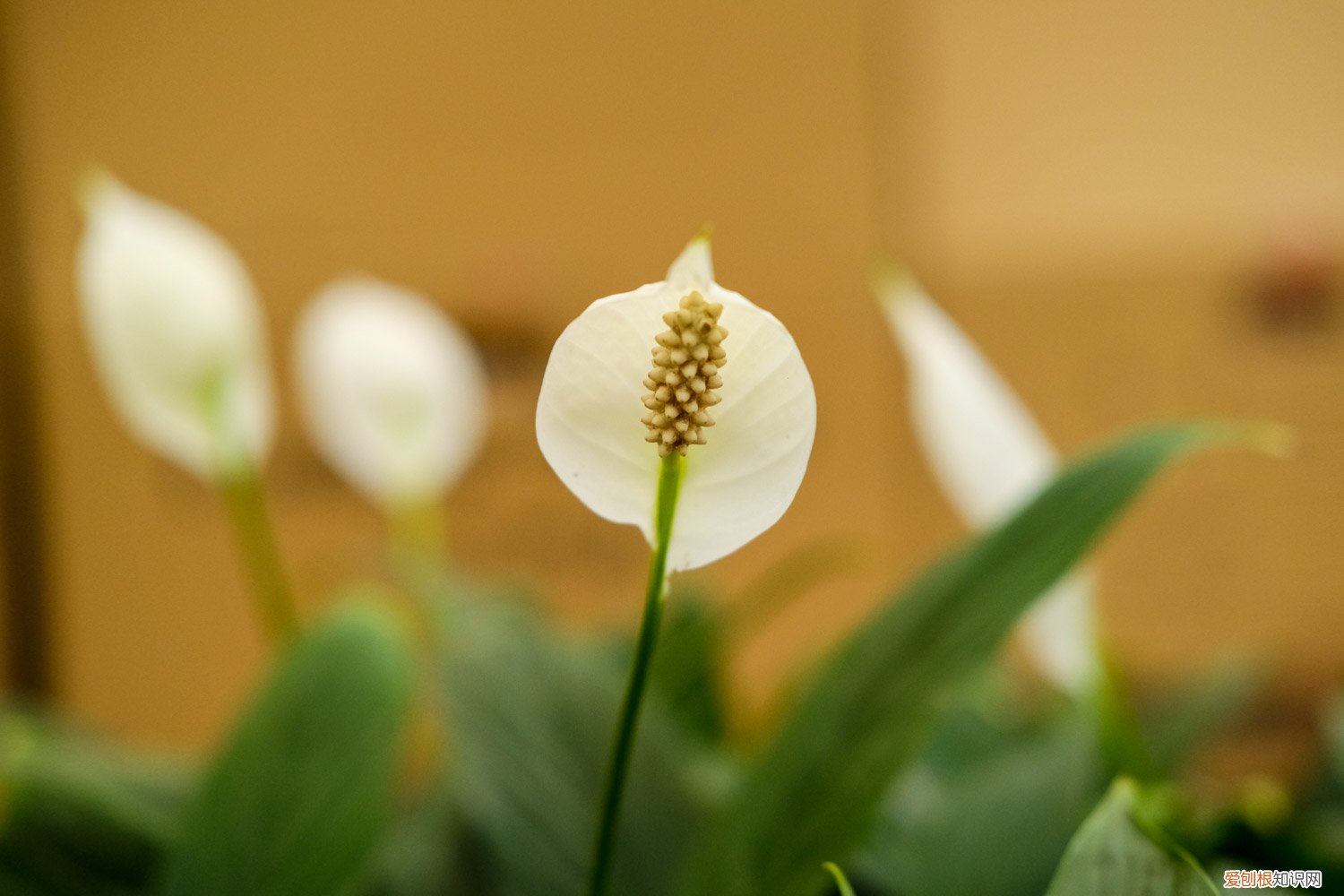 白掌花养护要点和注意事项 白掌的花期及养护