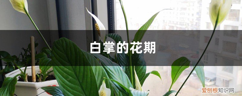 白掌花养护要点和注意事项 白掌的花期及养护