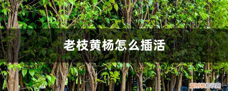 黄杨插枝能活吗 老枝黄杨怎么插活