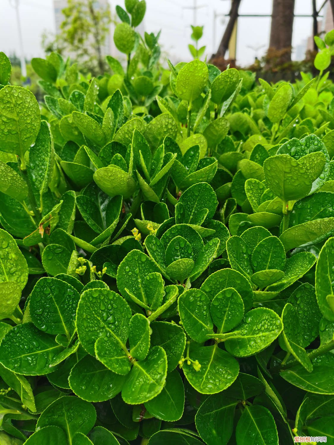 黄杨插枝能活吗 老枝黄杨怎么插活