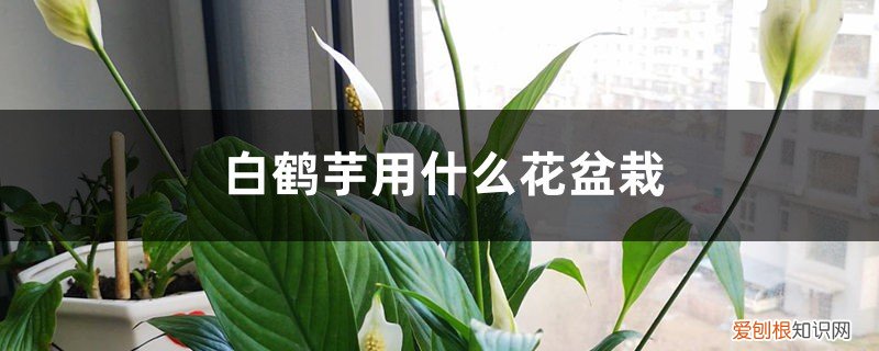 白鹤芋用什么花盆栽好看 白鹤芋用什么花盆栽