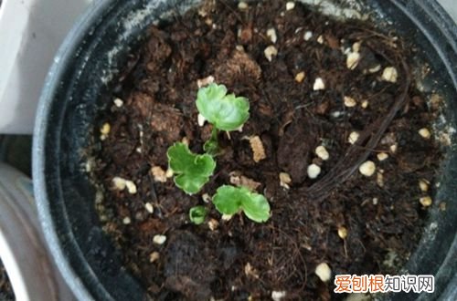 图 花毛茛怎么种植 花毛茛几月开花