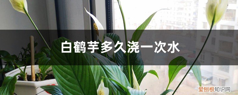 白鹤芋一天浇几次水 白鹤芋多久浇一次水