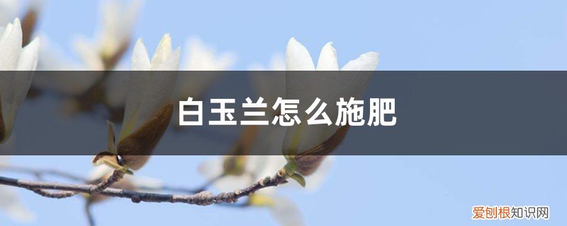 白玉兰怎么施肥最好 白玉兰怎么施肥