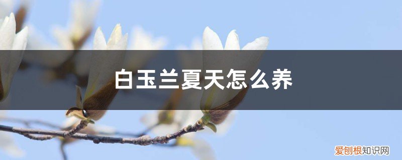 白玉兰夏季如何养护 白玉兰夏天怎么养