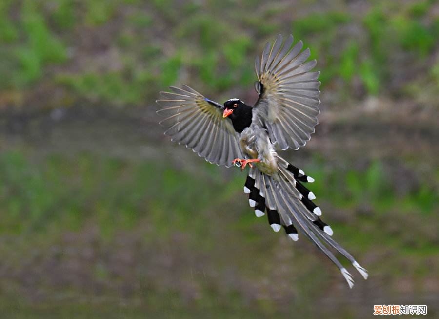 红嘴蓝鹊雏鸟吃什么,红嘴蓝鹊雏鸟要喂多久自己会吃