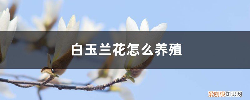 盆栽白玉兰花的养殖方法 白玉兰花怎么养殖