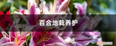 百合地栽需要注意什么 百合地栽养护方法