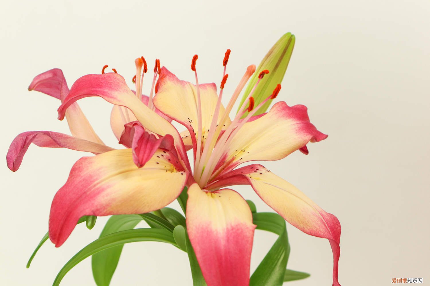 发芽后的百合花怎么处理 百合花珠芽怎么处理