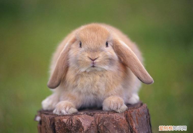 侏儒兔和垂耳兔可以一起养吗，母垂耳兔和母侏儒兔可以一起养吗