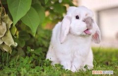 垂耳兔好养还是侏儒兔好养，垂耳兔和侏儒兔哪个好养活