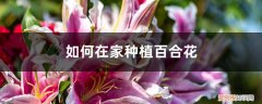 如何种植百合花? 如何在家种植百合花