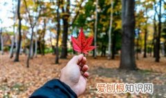 秋天总是口干舌燥吃什么 口干舌燥,吃什么,秋天