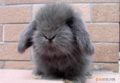 垂耳兔和侏儒兔哪个长大好看，侏儒兔和垂耳兔哪个好养