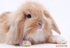 垂耳兔和侏儒兔哪个比较聪明，垂耳兔和侏儒兔哪个比较聪明些