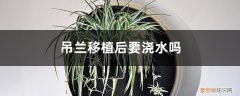 刚移栽的吊兰需要浇水吗 吊兰移植后要浇水吗