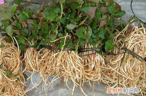 图 家里鱼腥草种植方法 鱼腥草家里怎么种