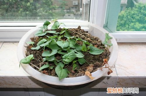 图 家里鱼腥草种植方法 鱼腥草家里怎么种