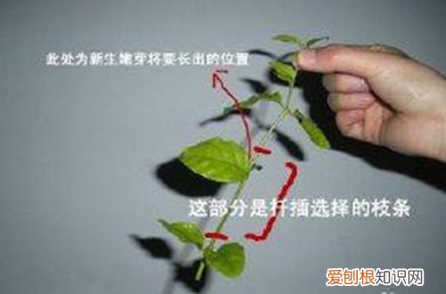 图 平安树的繁殖方法 平安树怎样繁殖快
