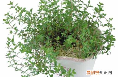 图 百里香怎么养 百里香的养殖方法和注意事项