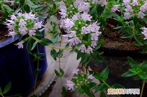 图 百里香怎么养 百里香的养殖方法和注意事项