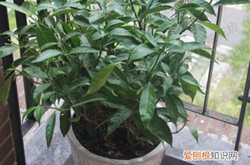 图 丁香花盆栽栽培技术 盆栽丁香花如何管理