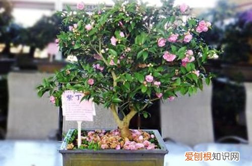 图 丁香花盆栽栽培技术 盆栽丁香花如何管理