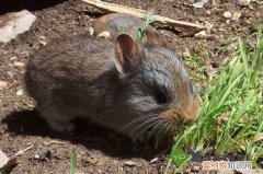 达乌尔鼠兔和草兔的区别，老鼠兔和兔子的区别