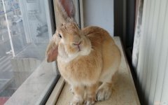 塞北兔属于保姆兔吗，塞北兔和比利时兔有什么区别?