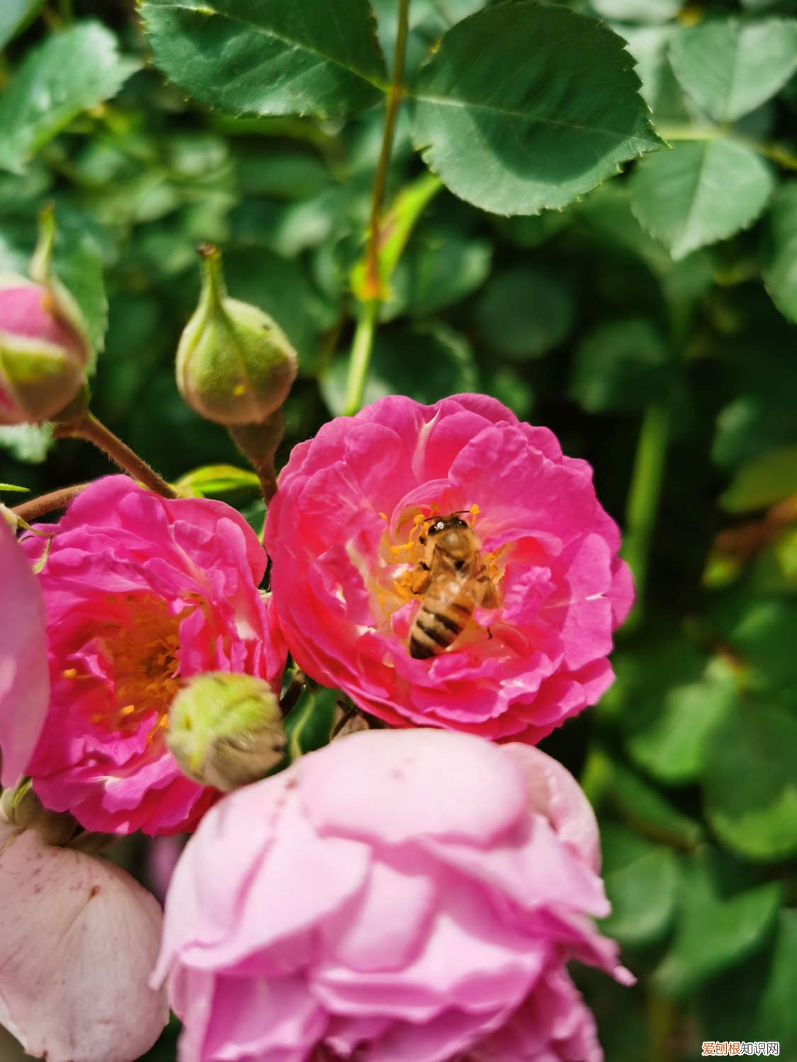 蔷薇怎样养 教你蔷薇花怎么养