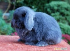 英国迷你垂耳兔温顺吗，法国垂耳兔好养吗
