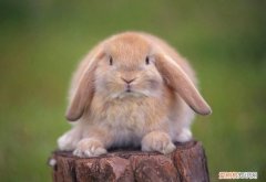 英国迷你垂耳兔要什么生活环境，英国迷你垂耳兔能买到吗