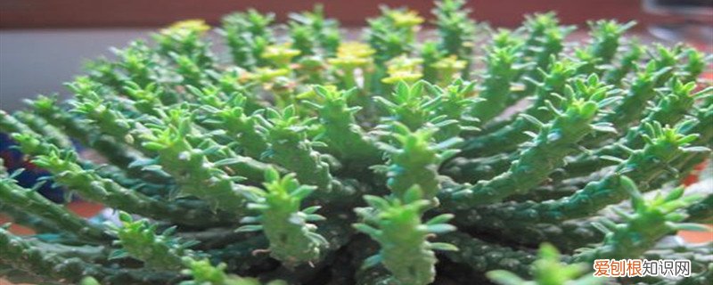 金雀如何扦插 孔雀球扦插方法