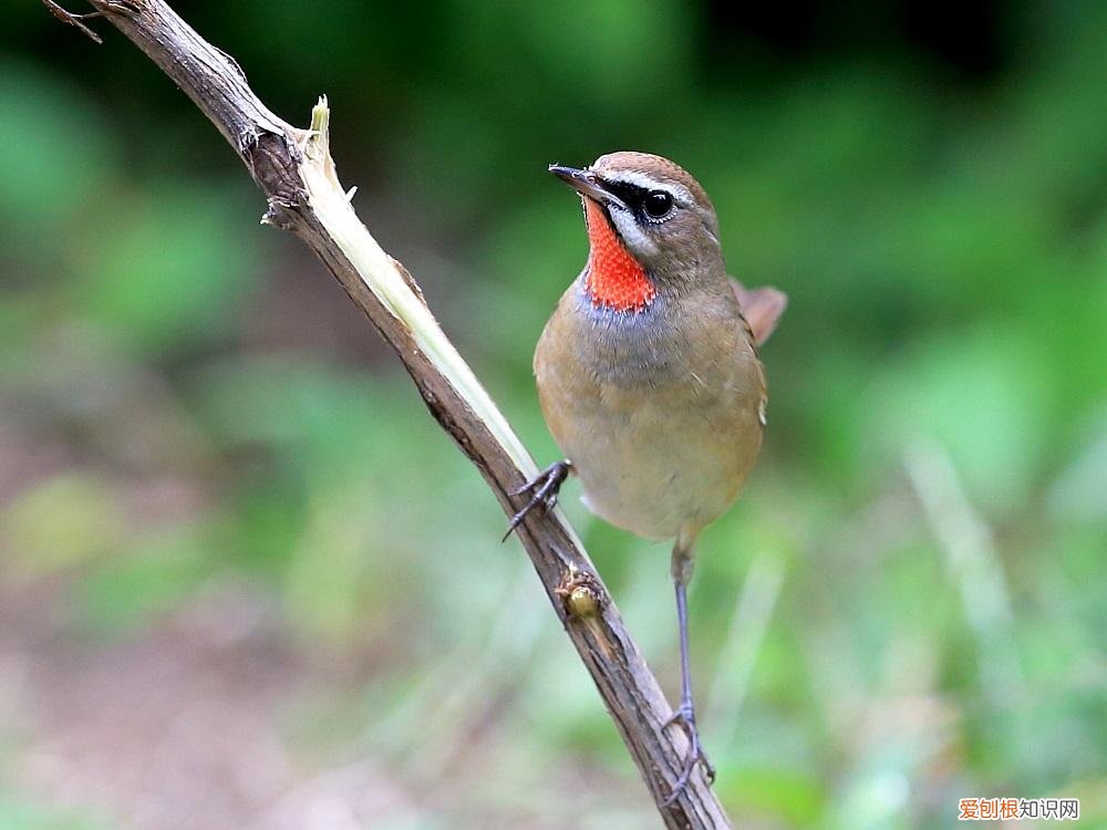 红靛颏鸟为什么老怕人，靛颏鸟不叫怎么回事