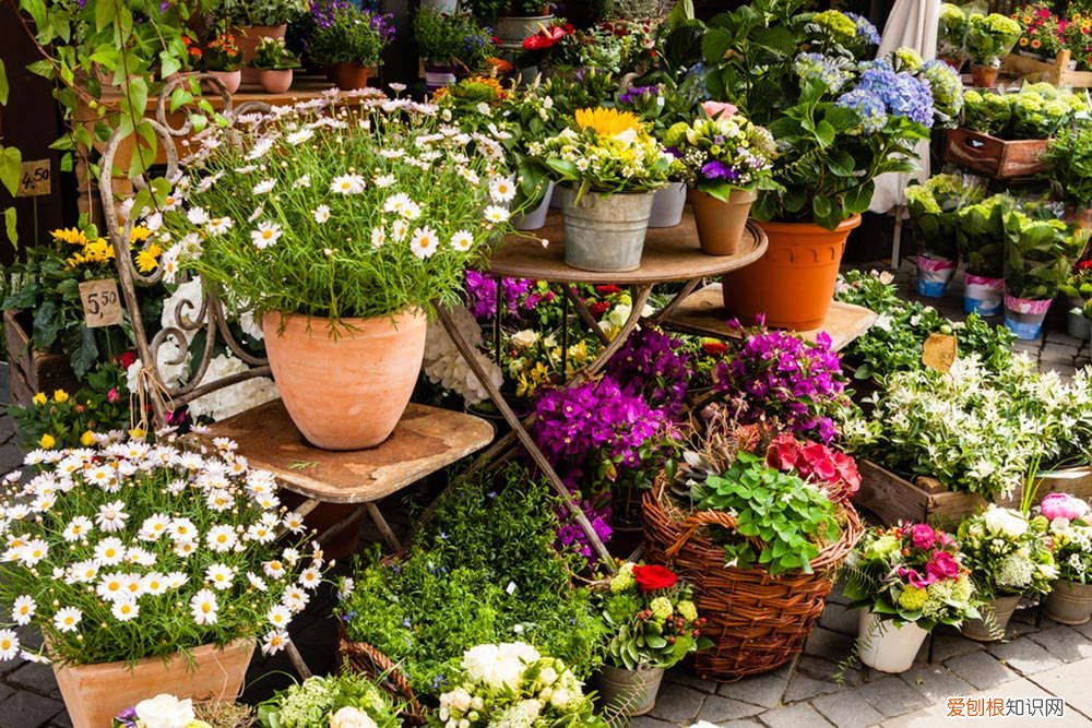 口袋妖怪复刻喷火龙怎么培养 喷火龙缀化怎么养