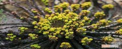 孔雀花植物的繁殖 孔雀球繁殖方法