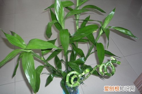 图 富贵竹根部腐烂怎么办 富贵竹怎么养才能生根