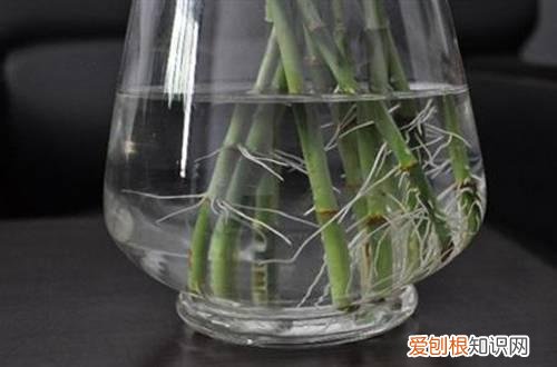 图 富贵竹根部腐烂怎么办 富贵竹怎么养才能生根