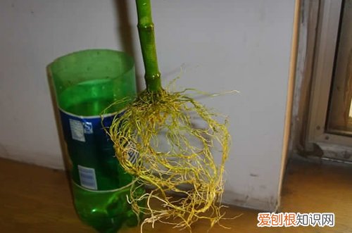 图 富贵竹根部腐烂怎么办 富贵竹怎么养才能生根