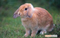 英国迷你垂耳兔缺点，英国垂耳兔和法国垂耳兔