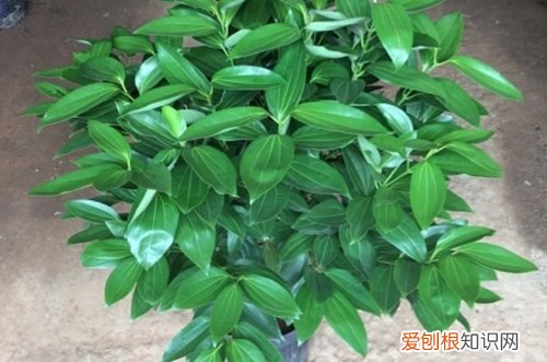 图 平安树叶子掉落是怎么回事 平安树叶子发黄掉落怎么办