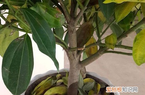 图 平安树叶子掉落是怎么回事 平安树叶子发黄掉落怎么办