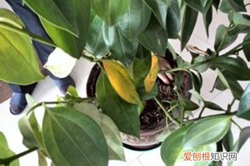 图 平安树叶子掉落是怎么回事 平安树叶子发黄掉落怎么办